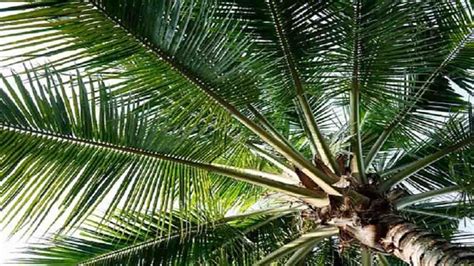 Mimpi melihat daun kelapa muda com rangkum dari berbagai sumber,